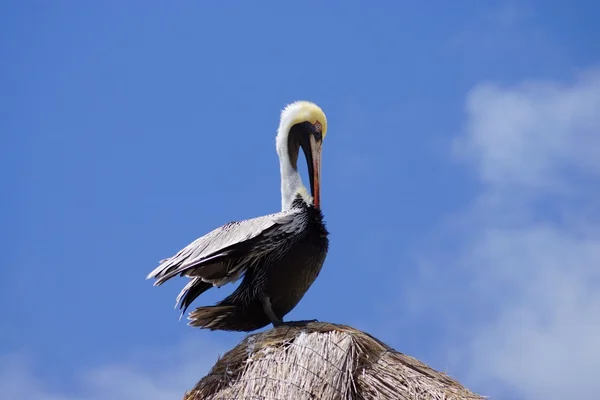 Pelican at roof top — Stock Photo, Image