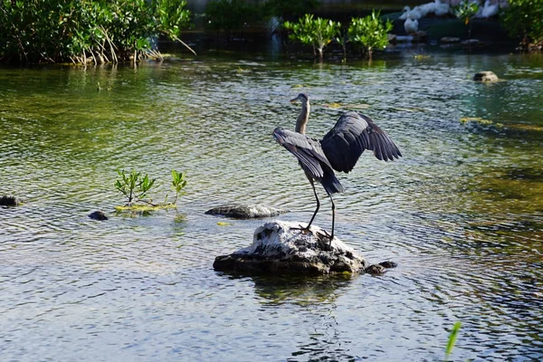 Gray heron on a stone in water — Stock Photo, Image