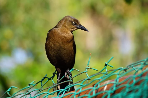 Pájaro oscuro en un perfil —  Fotos de Stock