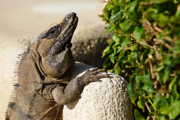 The lizard is basked in the sun — Stock Photo, Image