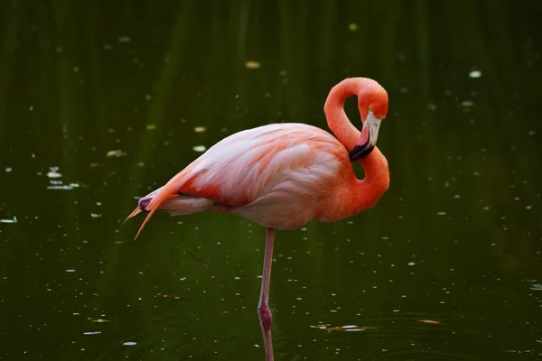 Pink flamingo in water — Stock Photo, Image