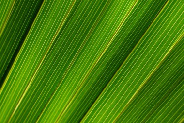 palmiye ağacından yaprak