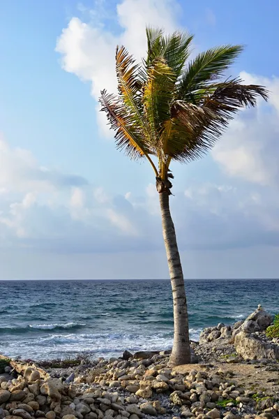 Palme am Meeresufer — Stockfoto