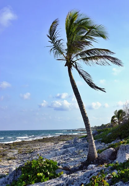 Palmier au bord de la mer — Photo