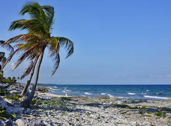 Palm tree on the seashore — Stock Photo, Image