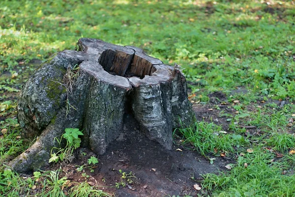 Stubben av ett gammalt träd — Stockfoto