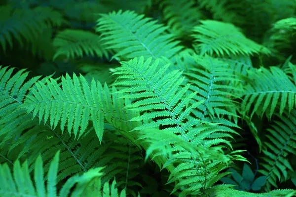 Green fern closeup for a background — Stock Photo, Image