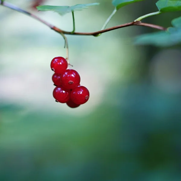 Red berries of wild currant — Stock Photo, Image
