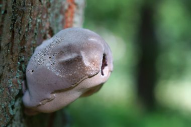bir ağaç üzerinde ilginç mantar