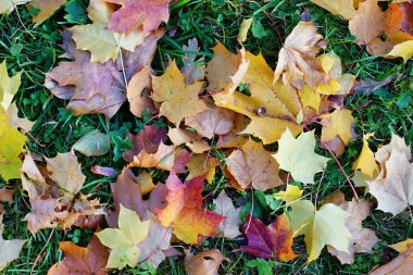 bir akçaağaç yaprakları çok renkli arka plan