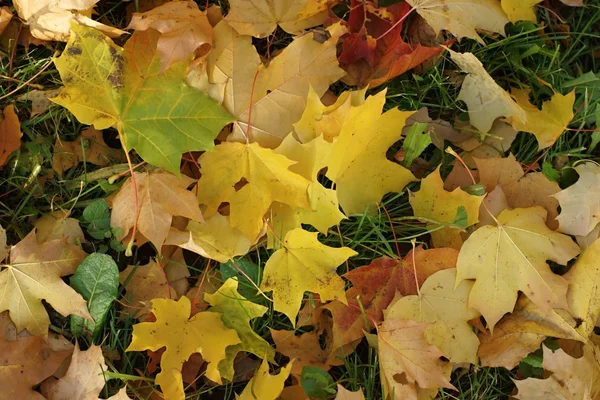 Folhas de um bordo na terra de outono — Fotografia de Stock