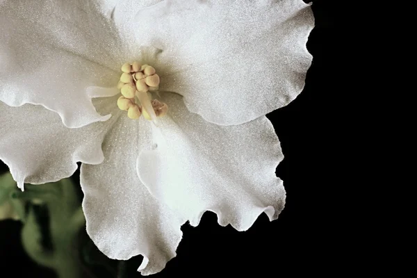 Siyah bir arka plan bakış beyaz çiçek — Stok fotoğraf