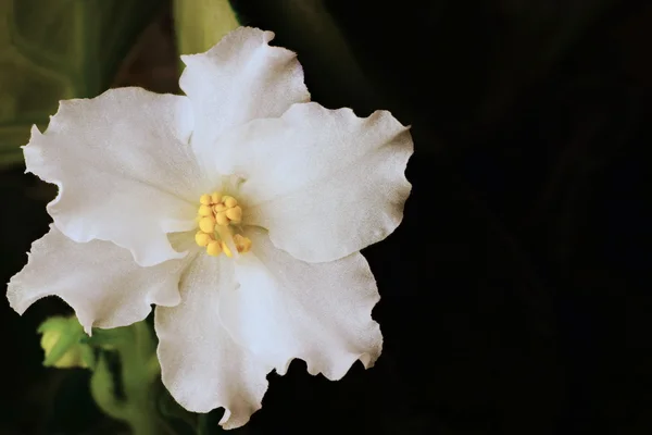 Siyah bir arka plan bakış beyaz çiçek — Stok fotoğraf
