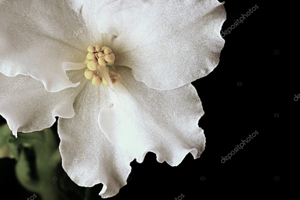 Gros Plan De Fleurs Blanches Sur Fond Noir Photographie