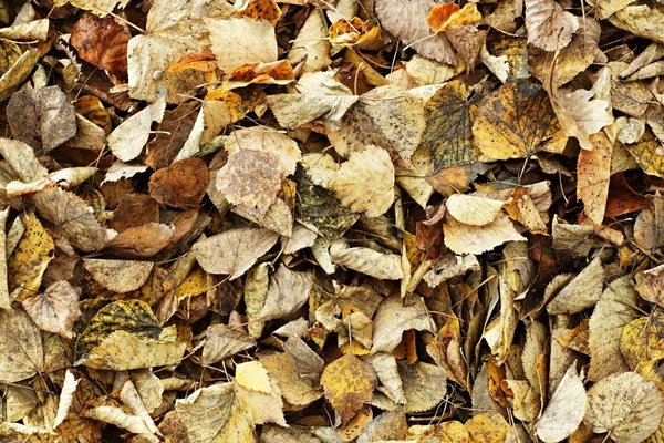 Hintergrund aus Herbstblättern — Stockfoto