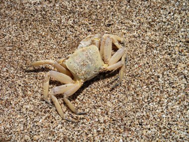 kumlu sahilde Yengeç