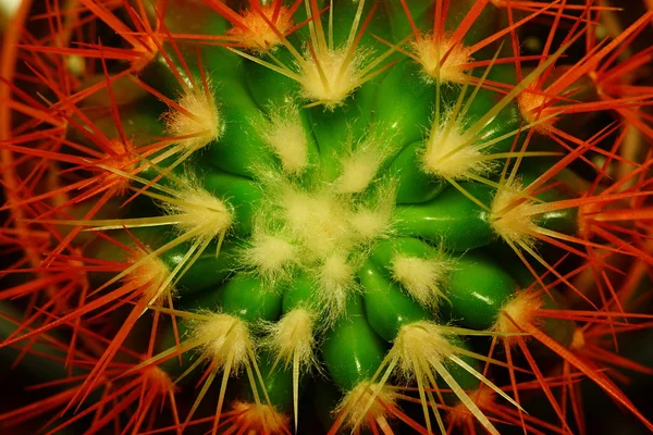 Flor abstrata de um cacto — Fotografia de Stock