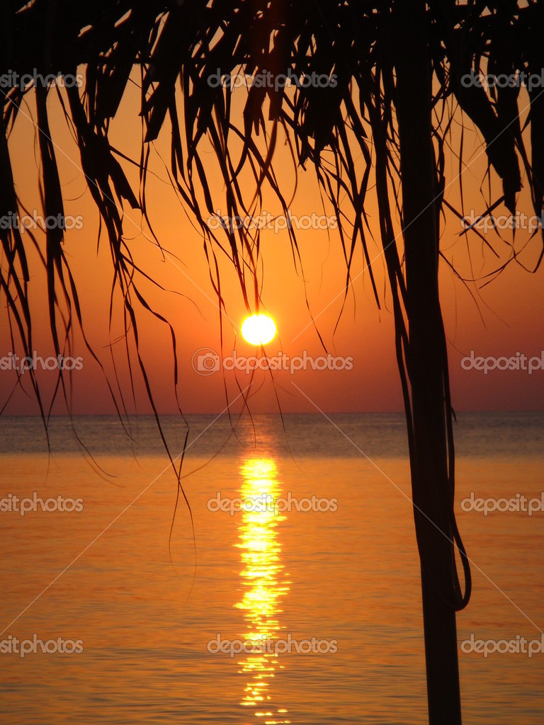 Tree With Sunset Palm Tree Profile At Sunset Stock Photo