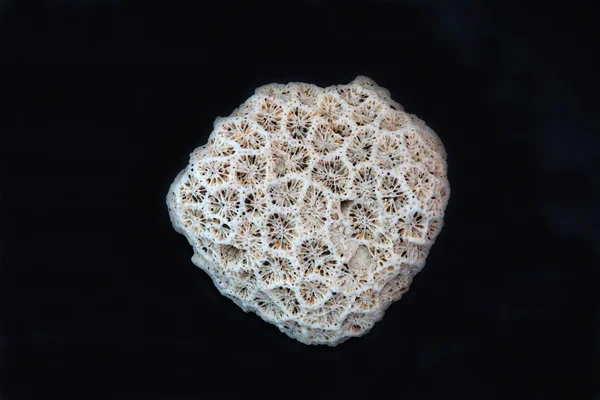 Coral on a black background — Stock Photo, Image