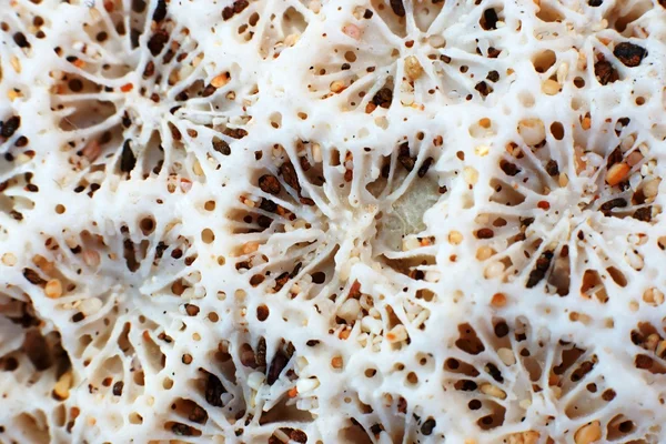 Textury moře korály, detail — Stock fotografie