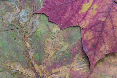 doku kurutulmuş akçaağaç yaprağı