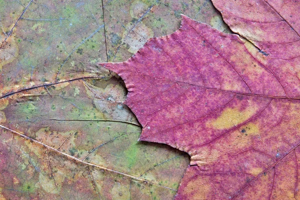 Textura da folha de bordo seca — Fotografia de Stock