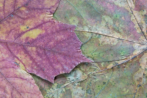 Textura sušených javorový list — Stock fotografie