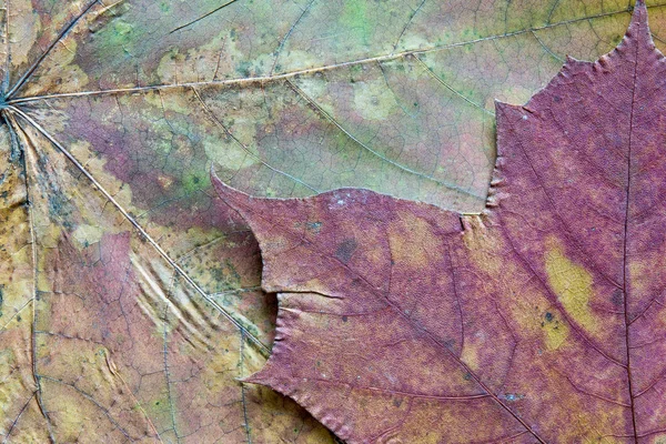 Textura da folha de bordo seca — Fotografia de Stock