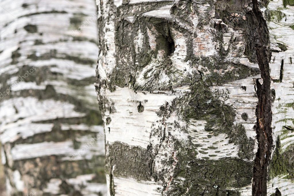abstract texture of birch bark