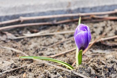 doğada mor bir çiçek sürgünleri