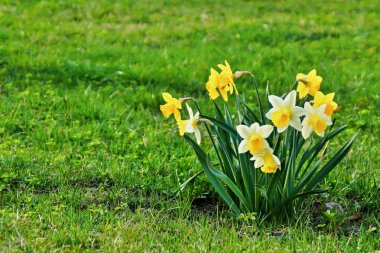 Genç bahar narcissuses