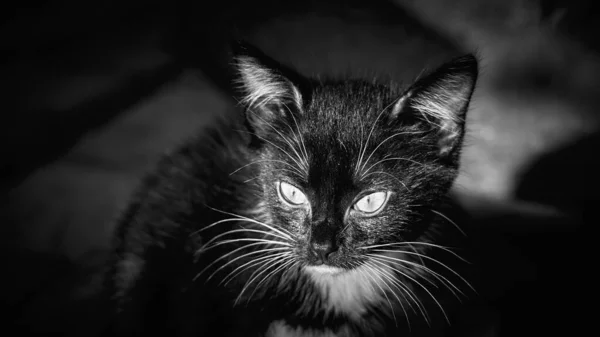 Pequeño Gatito Negro Con Grandes Ojos Cerca Mira Cerca Delante —  Fotos de Stock