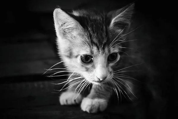 Pequeno Gatinho Cinza Com Olhos Grandes Close Observa Com Curiosidade — Fotografia de Stock