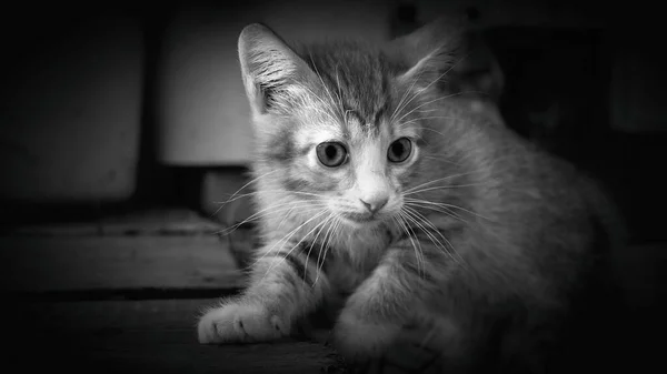 大きな目をした小さなグレーの子猫が一匹目の前で何かを考えています — ストック写真