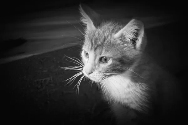 Petit Chaton Gris Avec Grands Yeux Gros Plan Regarde Tristement — Photo