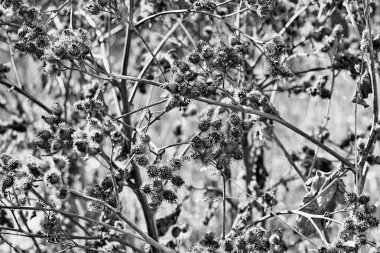 Kuru bir dikenli bitkinin arkaplan ya da duvar kağıdı için soyut doğal deseni olan dalları ve desenleri