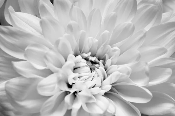 Хризантема Цветка Крупным Планом Макрофотографии Абстрактного Текстурированного Фона — стоковое фото
