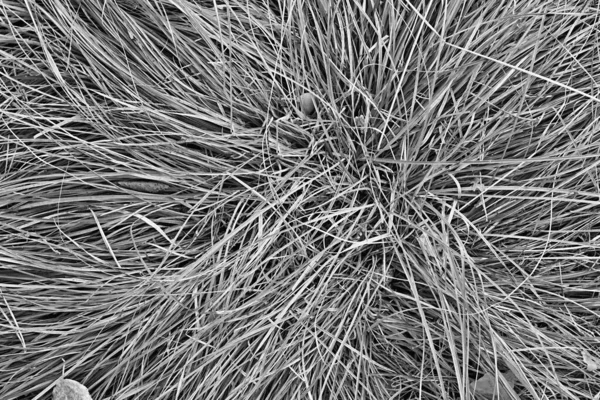 Textura Abstracta Hierba Silvestre Primer Plano Para Tono Monocromo — Foto de Stock