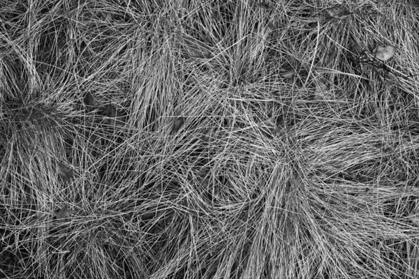 Abstract Dry Grass Close Textured Background Monochrome Wallpaper — Stock Photo, Image