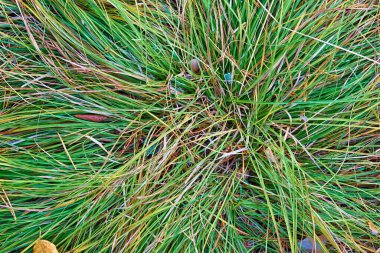 Soyut kabarık tüylü orman otları dokulu arka plan için