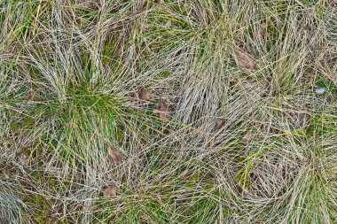 Özet olarak, dokulu arka plan için soyut vahşi orman çimenleri