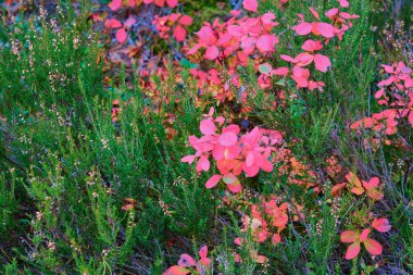 renkli vahşi orman bitkileri, çimenler ve çalılar soyut doğal arkaplan için yakın plan