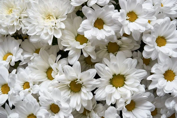 Crisantemos Blancos Florecientes Primer Plano Para Fondo Fondo Pantalla —  Fotos de Stock