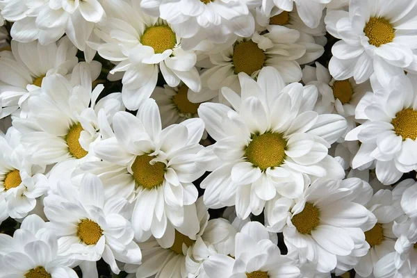 Blühende Weiße Chrysanthemen Nahaufnahme Für Hintergrund Oder Tapete — Stockfoto