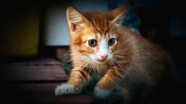 Большой План Морды Маленького Красного Внимательного Котенка — стоковое фото