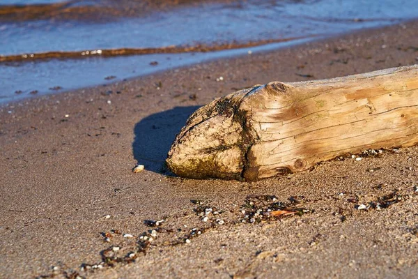 Abstract Trunk Old Tree Close Sandy Shore — Stock Photo, Image