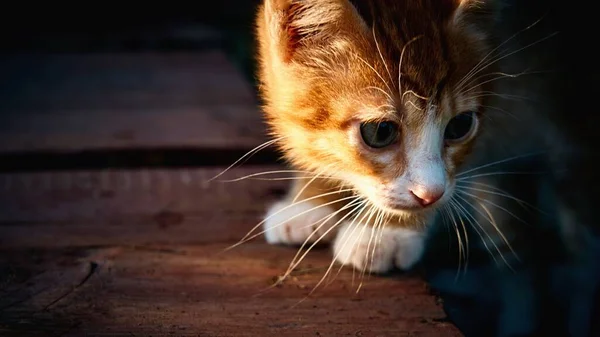 小さな赤い子猫の口の近くに — ストック写真
