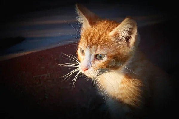 Groot Muilkorf Plan Van Een Kleine Rode Trieste Kitten — Stockfoto
