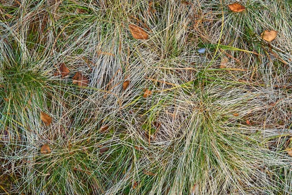 Özet olarak, dokulu arka plan için soyut vahşi orman çimenleri