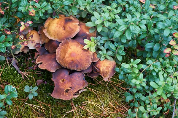 緑の茂みの中に茶色の野生の森のキノコがたくさんあります — ストック写真